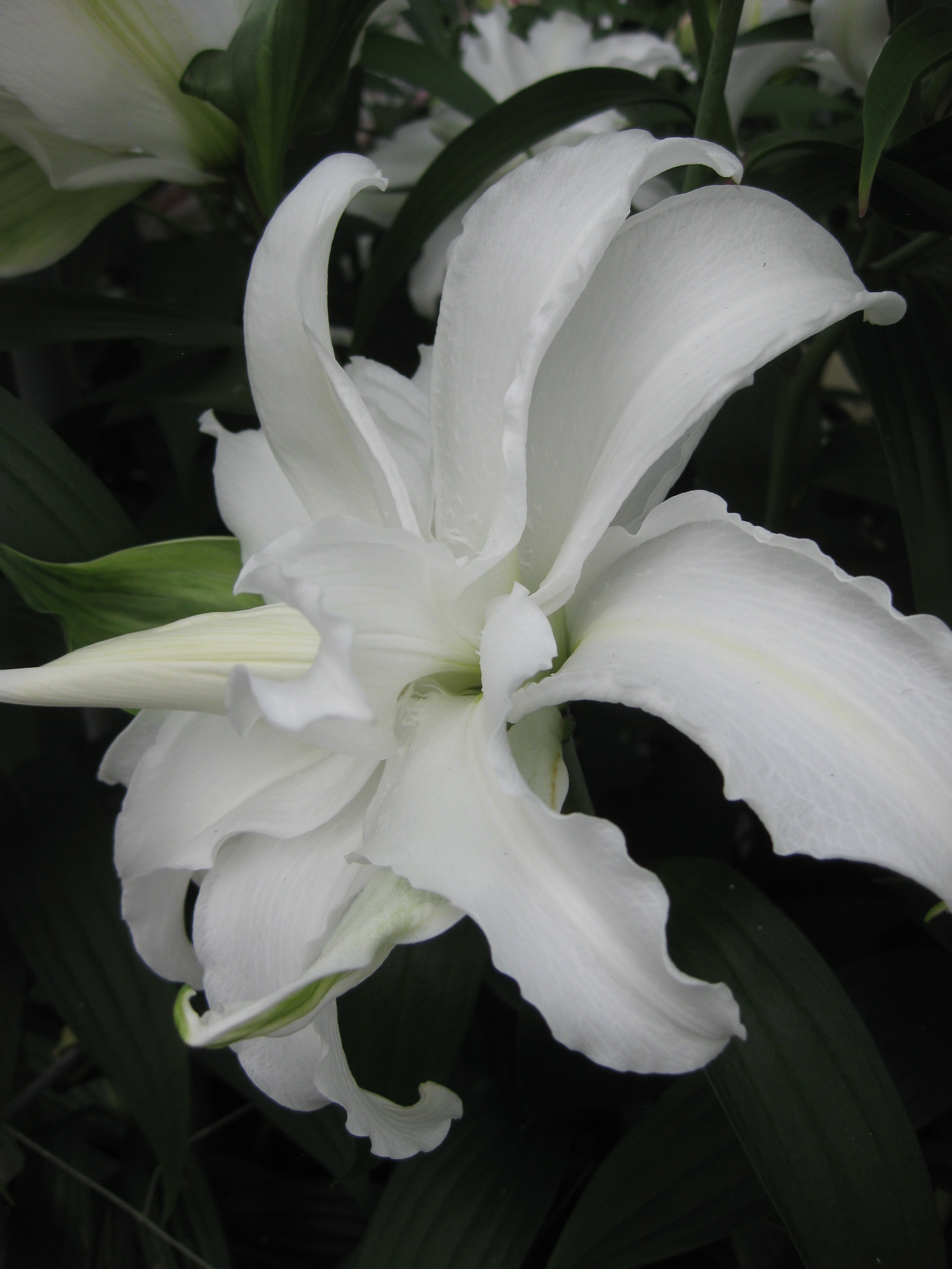 Buy Lily Bulbs My Wedding Double Oriental Lily Gold 